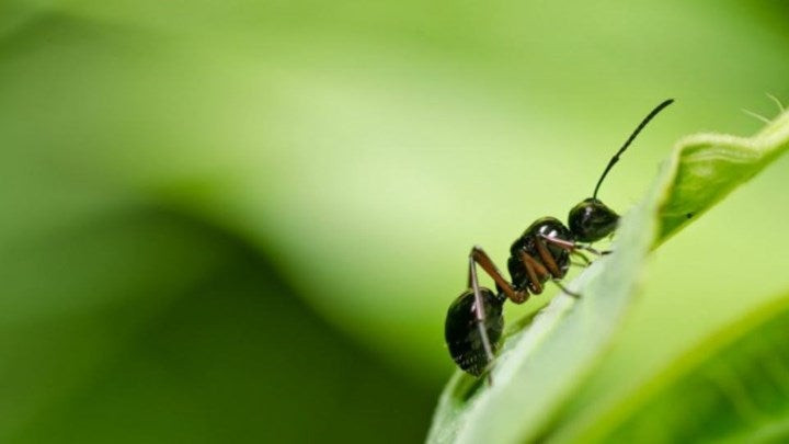 Τέσσερις φυσικοί τρόποι για να εξαφανίσετε τα μυρμήγκια